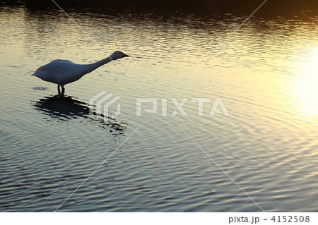 白鳥*13 白鳥*13 4152508