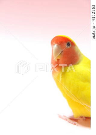 コザクラインコ 4152563