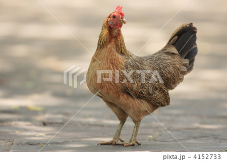 セキショクヤケイ 4152733