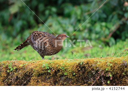 ミカドキジ 4152744