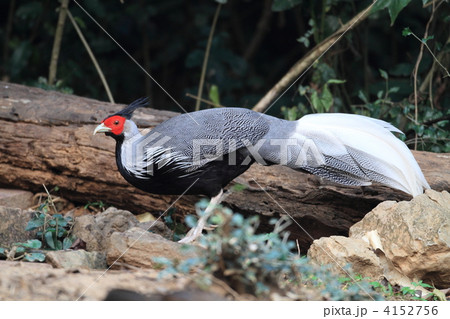 ミヤマハッカン ミヤマハッカン 4152756