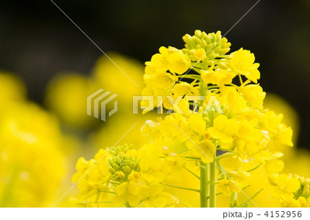 菜の花 4152956