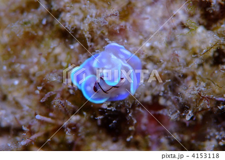 ウミウシ 4153118