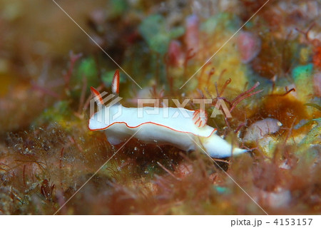 ウミウシ 4153157