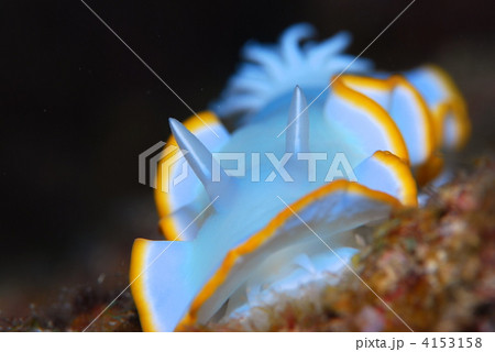 ウミウシ ウミウシ 4153158