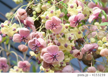 アケビの花 4153239