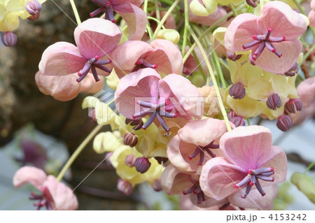 粘液を出して花粉を待つアケビの雌花 4153242