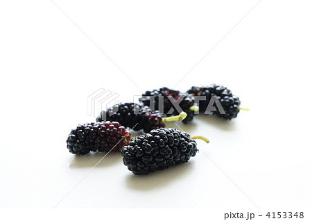 クワの実 4153348