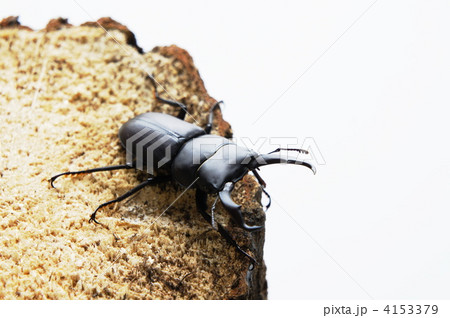 コクワガタ 4153379