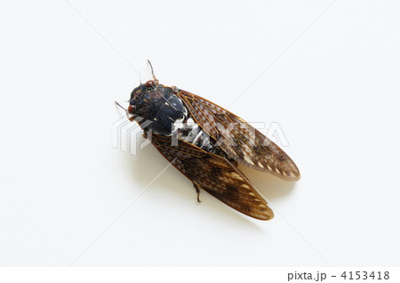 アブラゼミ 4153418