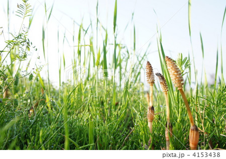 つくし つくし 4153438