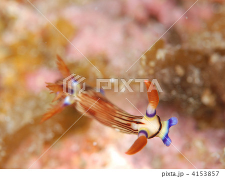 クロスジリュウグウウミウシ 4153857