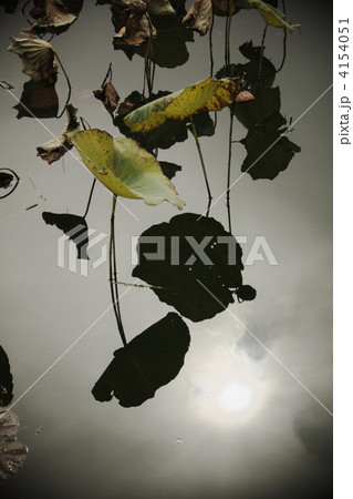 晩秋の蓮 4154051