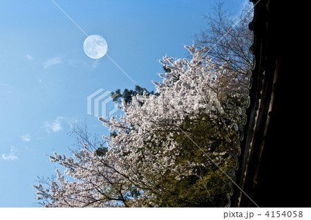 月と桜 月と桜 4154058