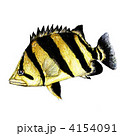 4154091