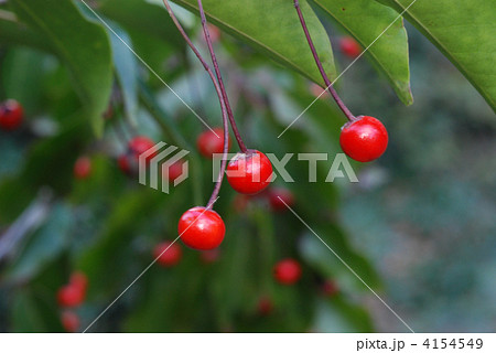 ソヨゴ果実 4154549