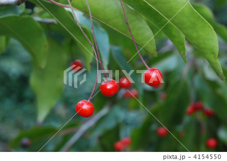 ソヨゴ果実 4154550