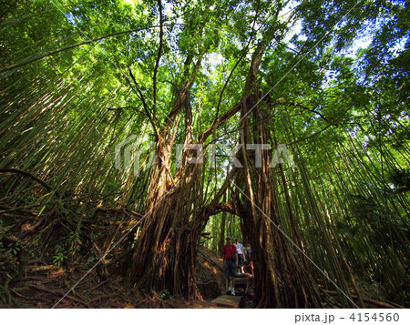 ハワイ・マノアホールズ トレッキング ハワイ・マノアホールズ トレッキング 4154560