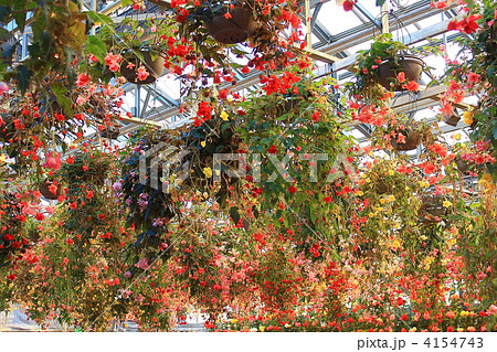 なばなの里のベゴニアガーデン 4154743