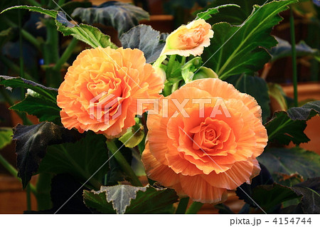 ベゴニアガーデン 4154744