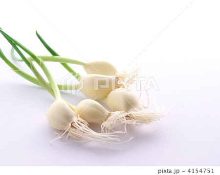 乙姫にんにく 4154751