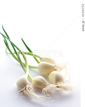 乙姫にんにく 4154752