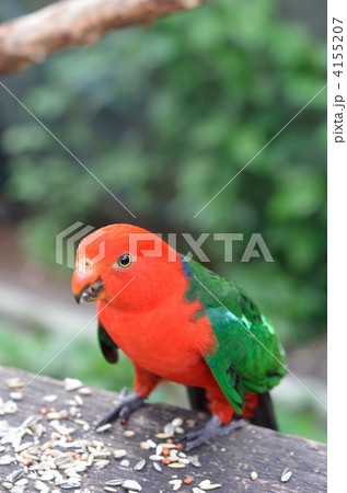 キンショウジョウインコのオス 4155207
