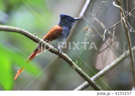 カワリサンコウチョウ 4155257