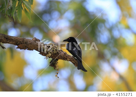 テリオウチュウ 4155271