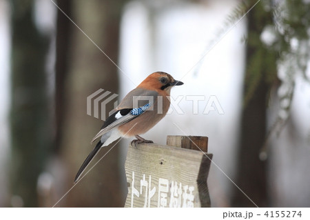 ミヤマカケス 4155274