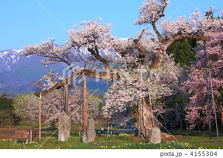 釜の越桜 4155304