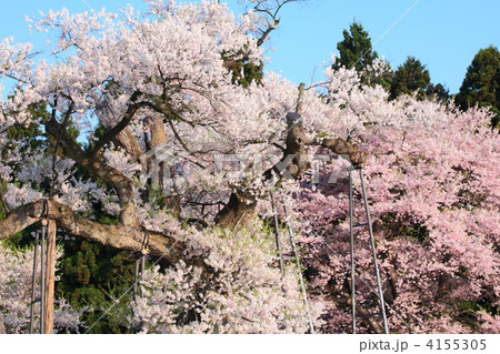 釜の越桜の写真素材