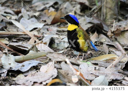 クロハラシマヤイロチョウ 4155375