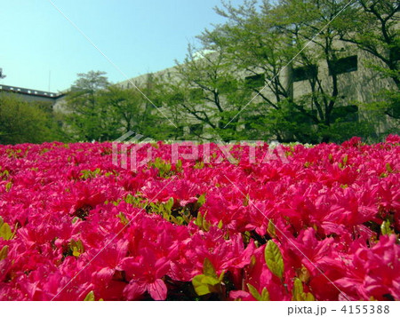ツツジ ツツジ 4155388