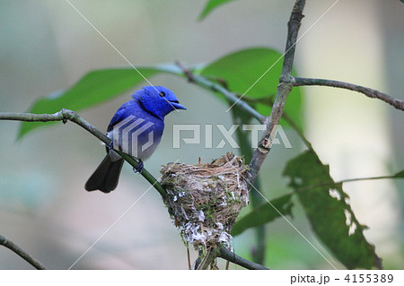 クロエリヒタキ 4155389