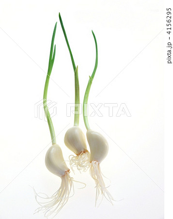 乙姫にんにく 乙姫にんにく 4156295