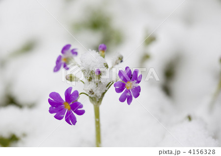 雪のつもった桜草 4156328