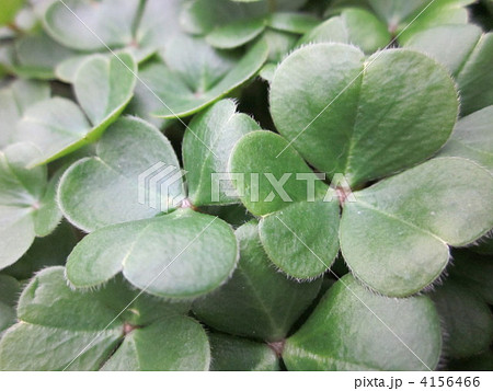 オキザリス 4156466