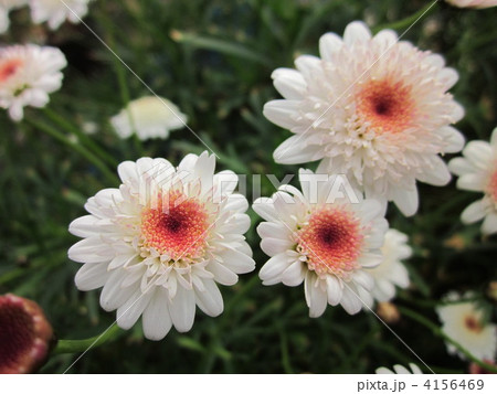 マーガレット 4156469