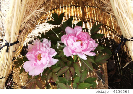 名古屋市　徳川園の冬牡丹 4156562