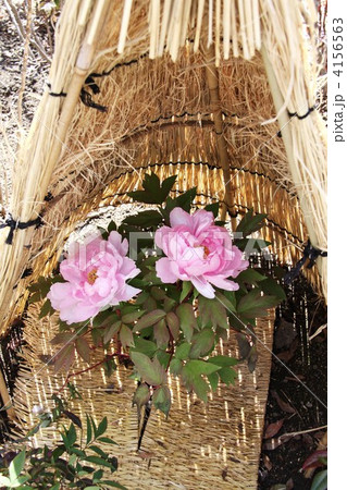 名古屋市 徳川園の冬牡丹 名古屋市 徳川園の冬牡丹 4156563