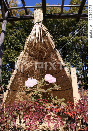 名古屋市　徳川園の冬牡丹 4156572