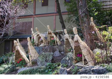 名古屋市　徳川園の冬牡丹 4156586