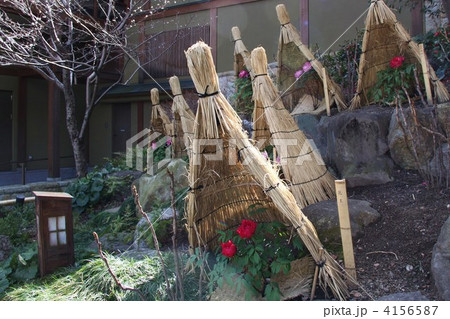 名古屋市 徳川園の冬牡丹 名古屋市 徳川園の冬牡丹 4156587