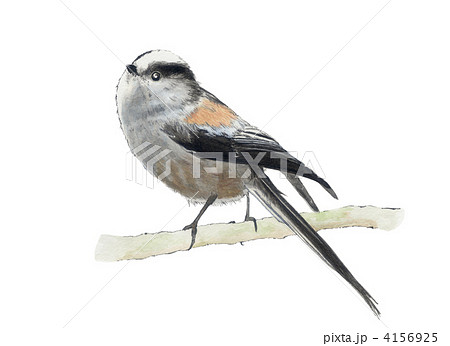 エナガのイラスト素材