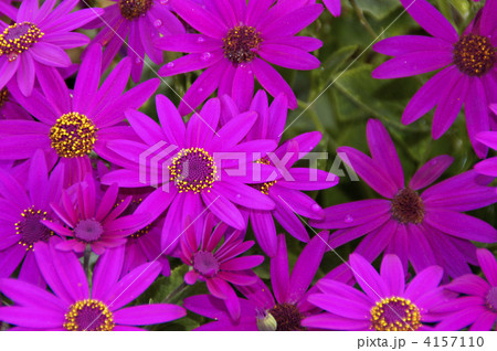 サイネリア（セネティ・レッド） 4157110