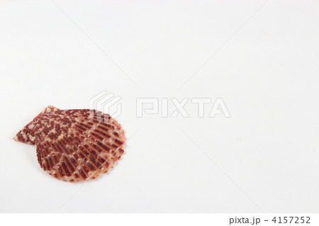 貝殻 貝殻 4157252