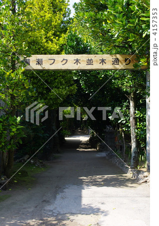 沖縄観光地　備瀬のフク木並木 4157353
