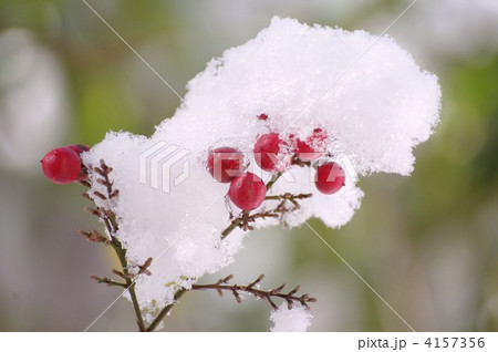 南天に雪 4157356