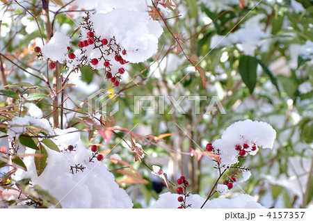 南天に雪 4157357